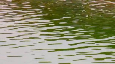 Su, ölü deniz yüzeyinde dalgalanma