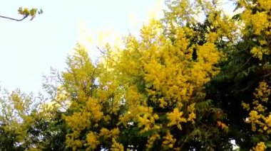 Sarı akasya 3 çiçek açan