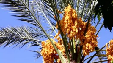 Hurma ile altın sarı olgunlaştırmak meyve 1