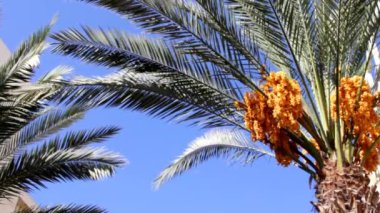 Hurma ile altın sarı olgunlaştırmak meyve 10