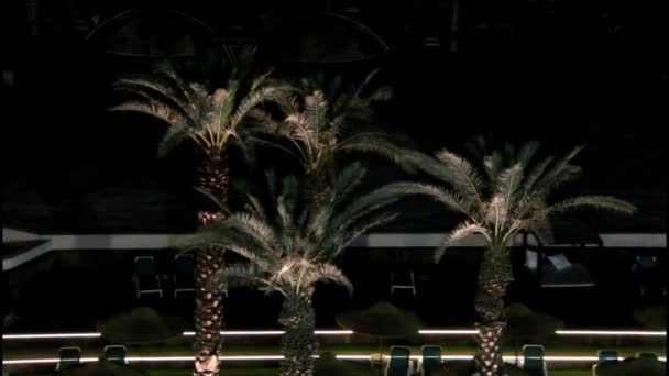 Palmiers dattiers la nuit — Video
