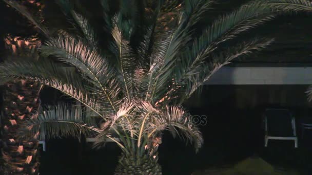 Date Palm v noci — Stock video