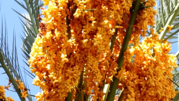 Date Palm With Gold Yellow Ripen Fruits 4 — Stock Video