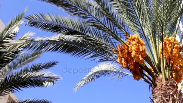 Date Palm s Gold žlutá zrát ovoce 10 — Stock video