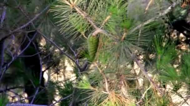 Vallée de Jezreel Du Mt. Gilboa, site de la bataille d'Armageddon 