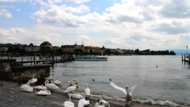 Лебеди на озере Цюрих на вечере — стоковое видео