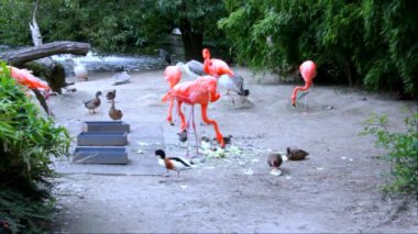 Grup Amerikan Flamingo, Pelikan ve ördekler Hayvanat Bahçesi