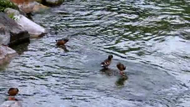 Pocos patos en el Rin en el día nublado — Vídeo de stock