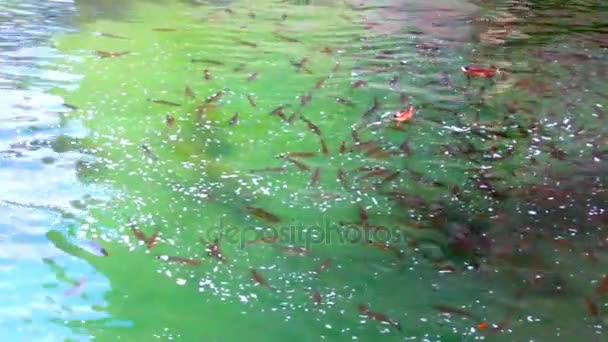 鱼在水中美丽神话般的翡翠河 — 图库视频影像