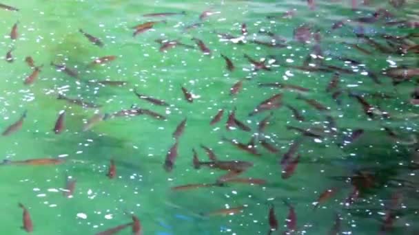 Fische im wunderschönen smaragdgrünen Flusswasser — Stockvideo