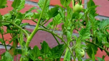 bush üzerinde yeşil domates