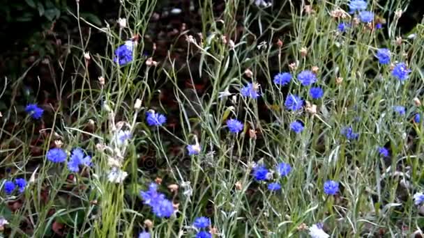 Knapweeds på blomsterrabatt bakgrunden — Stockvideo