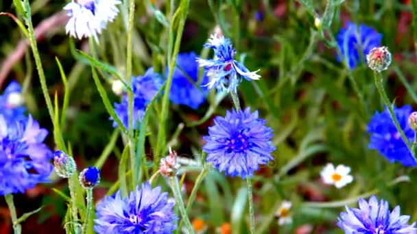 Knapweeds on the Flowerbed Background — Stock Video