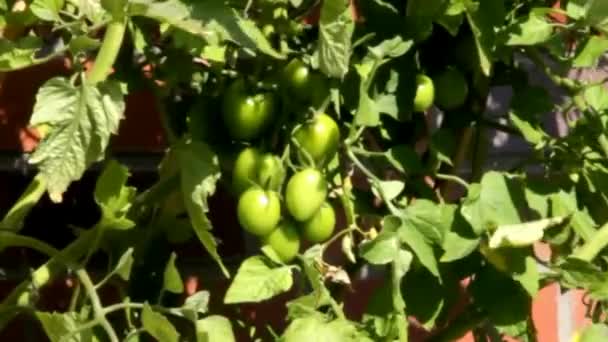 Tomates verdes no arbusto — Vídeo de Stock