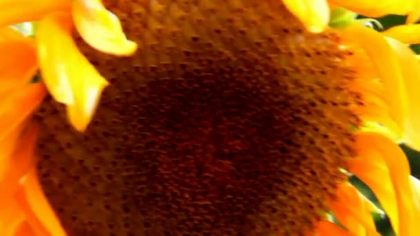 Tournesol Gros plan sur feuilles vertes Arrière-plan 