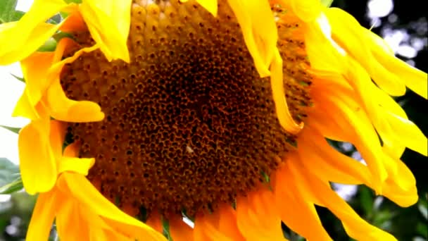 Girasol Primer plano sobre fondo de hojas verdes — Vídeos de Stock