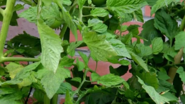 Groene tomaten op de struiken — Stockvideo