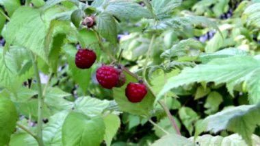 Yeşil yapraklı kırmızı ahududular