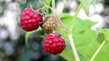 Yeşil yapraklı kırmızı ahududular