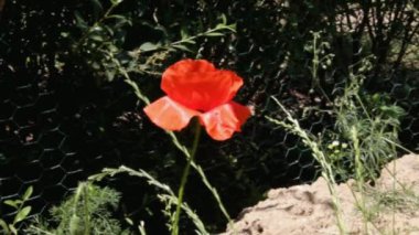 Kırmızı haşhaş yakın çekim