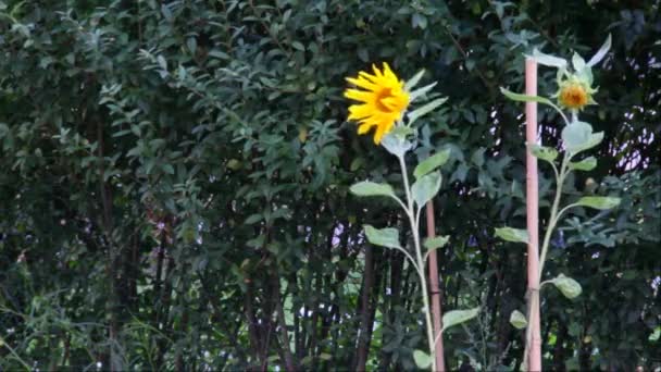 Słonecznik na tle zielonych liści — Wideo stockowe
