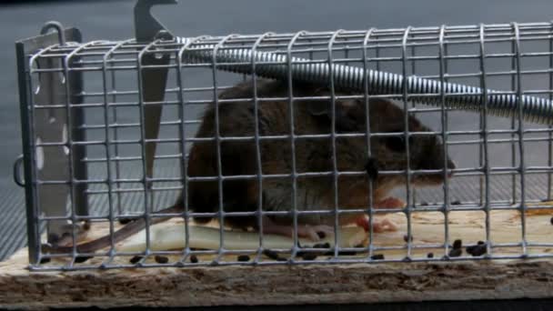 Zuhause kleine Maus in einer Mausefalle draußen