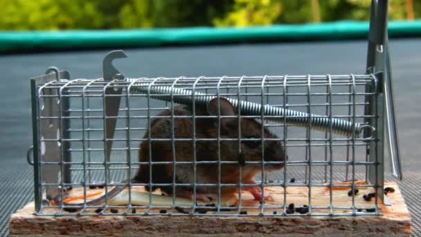 Zuhause kleine Maus in einer Mausefalle draußen — Stockvideo