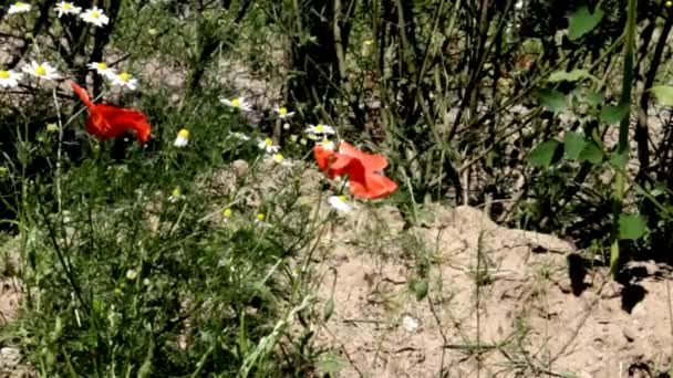 赤いポピーの花と花壇のヒナギク — ストック動画
