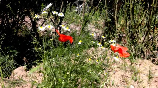 Rode papaver en margrieten op de Flowerbed — Stockvideo