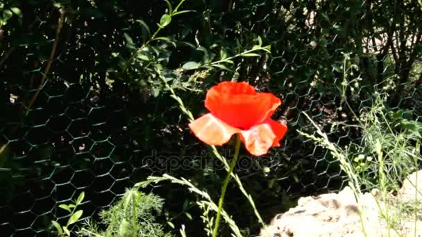 Red Poppy Close-Up on Dark Background — Stock Video