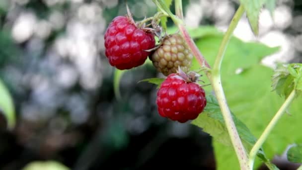 Red Raspberries Close-Up — Stock Video