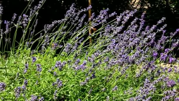 Lavanda y abeja en un lecho de flores cerca de la casa privada — Vídeos de Stock