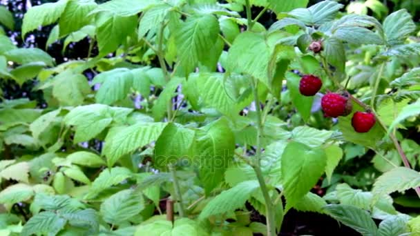 Röda hallon på en bakgrund av gröna blad — Stockvideo