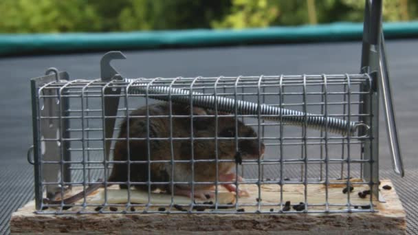 Eve küçük bir fare kapanı açık fare — Stok video