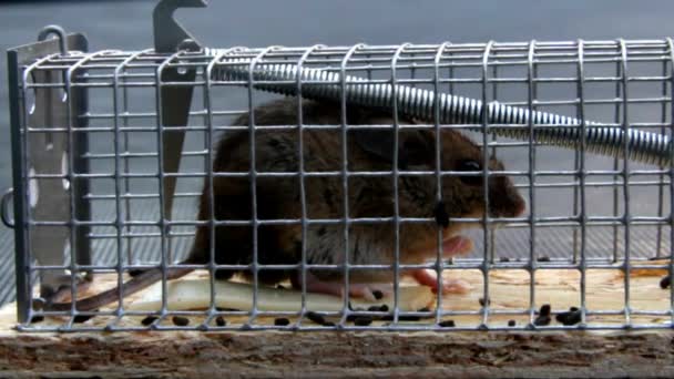 Accueil Petite souris dans un piège à souris Extérieur — Video