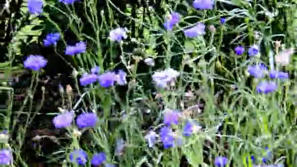 Knapweeds op de achtergrond Flowerbed — Stockvideo