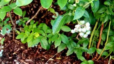 Olgunlaşmamış yeşil yaban mersini