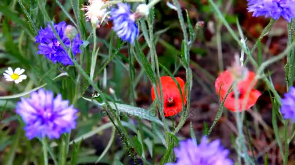 Amapola roja en fondo de Knapweeds — Vídeos de Stock