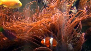 Almanya'da bir akvaryumda bir deniz Anemone Closeup tentacles
