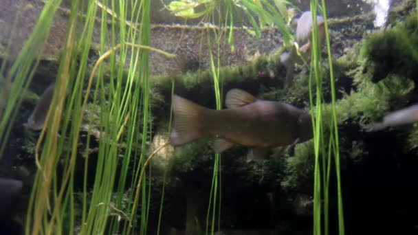 Aquarium Sea Life in Dusseldorf Aquazoo — Stock Video