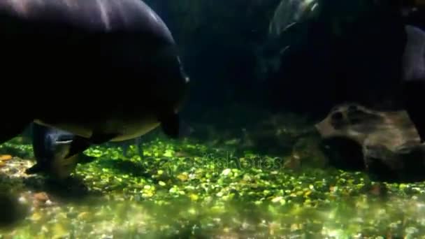 Aquário Vida marinha em Dusseldorf Aquazoo — Vídeo de Stock