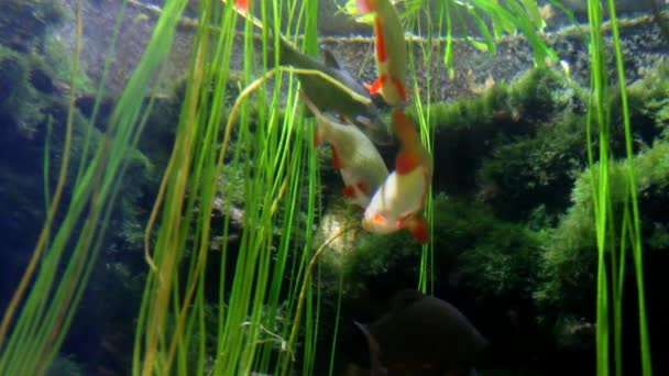 Acuario Vida Marina en Düsseldorf Aquazoo — Vídeo de stock