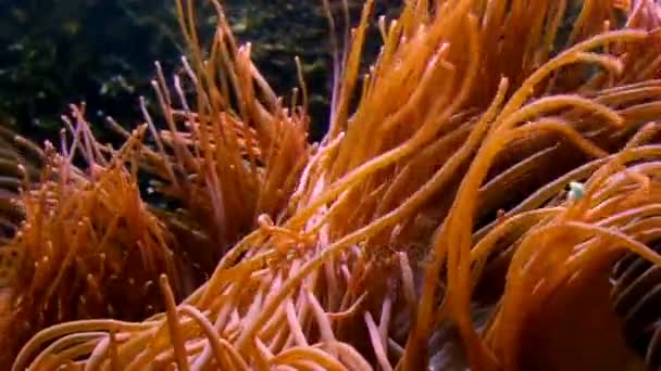 Tentakel einer Seeanemone in Großaufnahme in einem Aquarium in Deutschland — Stockvideo