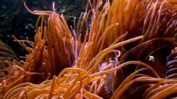 Tentacules d'une anémone de mer Gros plan dans un aquarium en Allemagne — Video