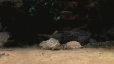 Kaplumbağa Düsseldorf Aquazoo