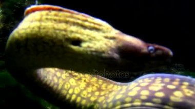 Müren balığı akvaryum. Düsseldorf Aquazoo. Almanya