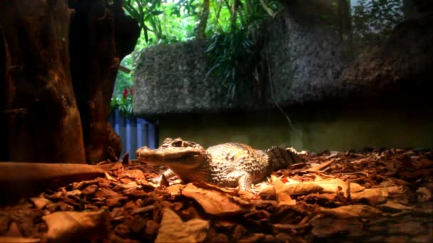 Westafrikanisches Zwergkrokodil (osteolaemus tetraspis) im Düsseldorfer Aquazoo — Stockvideo