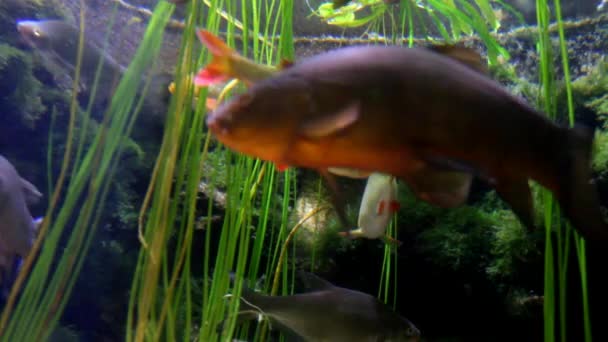 Acuario Vida Marina en Düsseldorf Aquazoo — Vídeos de Stock