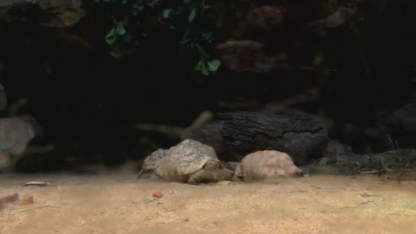 Želvy v Aquazoo Düsseldorf — Stock video