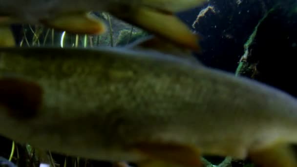 Acuario Vida Marina en Düsseldorf Aquazoo — Vídeos de Stock